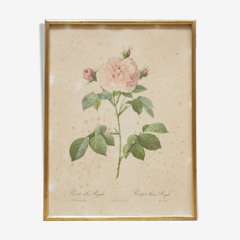 Affiche botanique vintage Rosa alba Regalis par P.J.Redouté