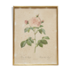 Vintage botanical poster Rosa alba Regalis by P.J.Redouté