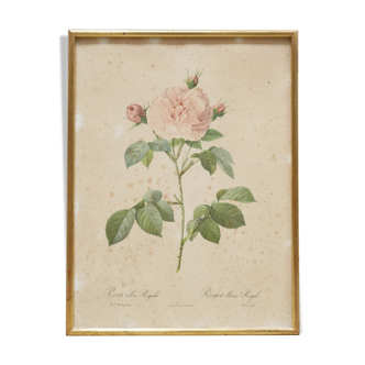 Vintage botanical poster Rosa alba Regalis by P.J.Redouté