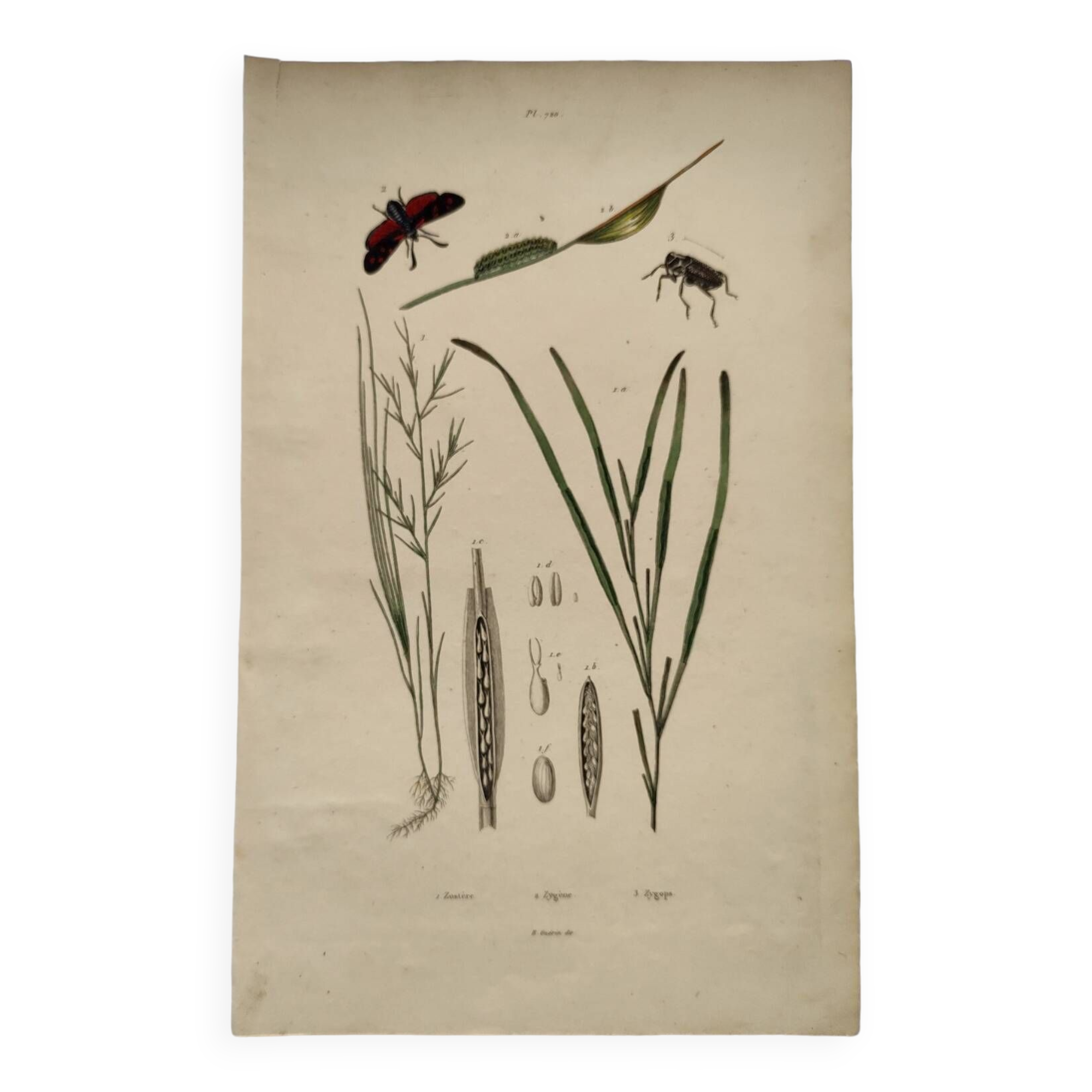 Old engraving from 1838 - Zygene butterfly and herbs - Original zoological and botanical plate