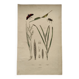 Old engraving from 1838 - Zygene butterfly and herbs - Original zoological and botanical plate