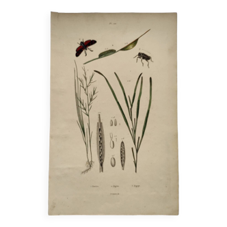 Gravure ancienne de 1838 -Papillon zygène et herbes- Planche zoologique et botanique original