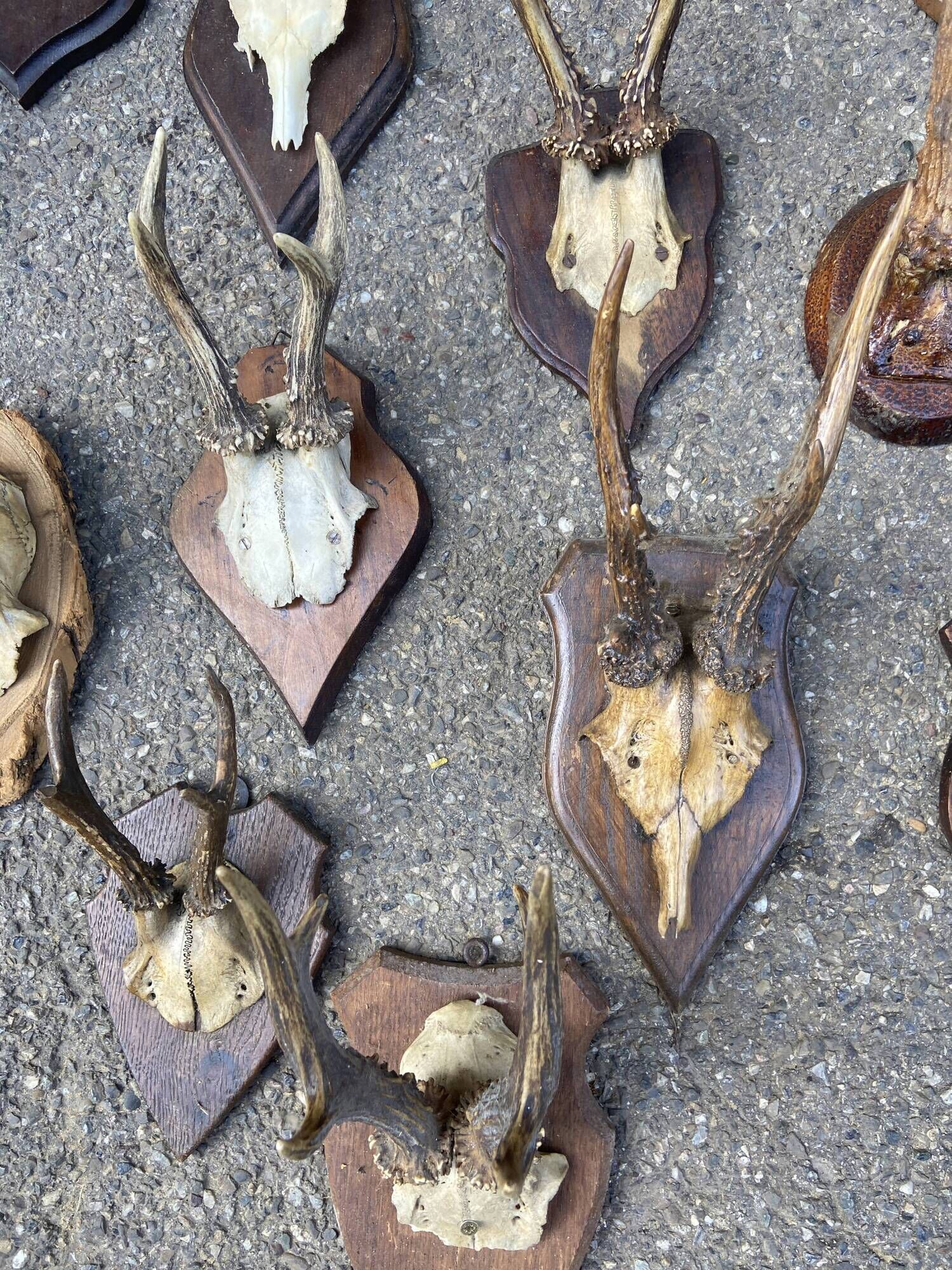 Set of 24 ancient hunting trophies cabinet of curiosities