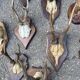Set of 24 ancient hunting trophies cabinet of curiosities