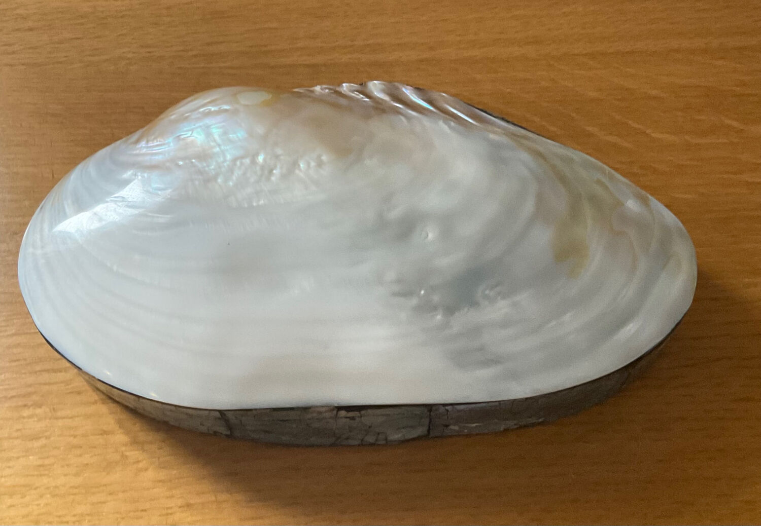Empty pocket vintage shell mother-of-pearl 70s