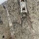 Round plate, fossil marble catch-all 35cm