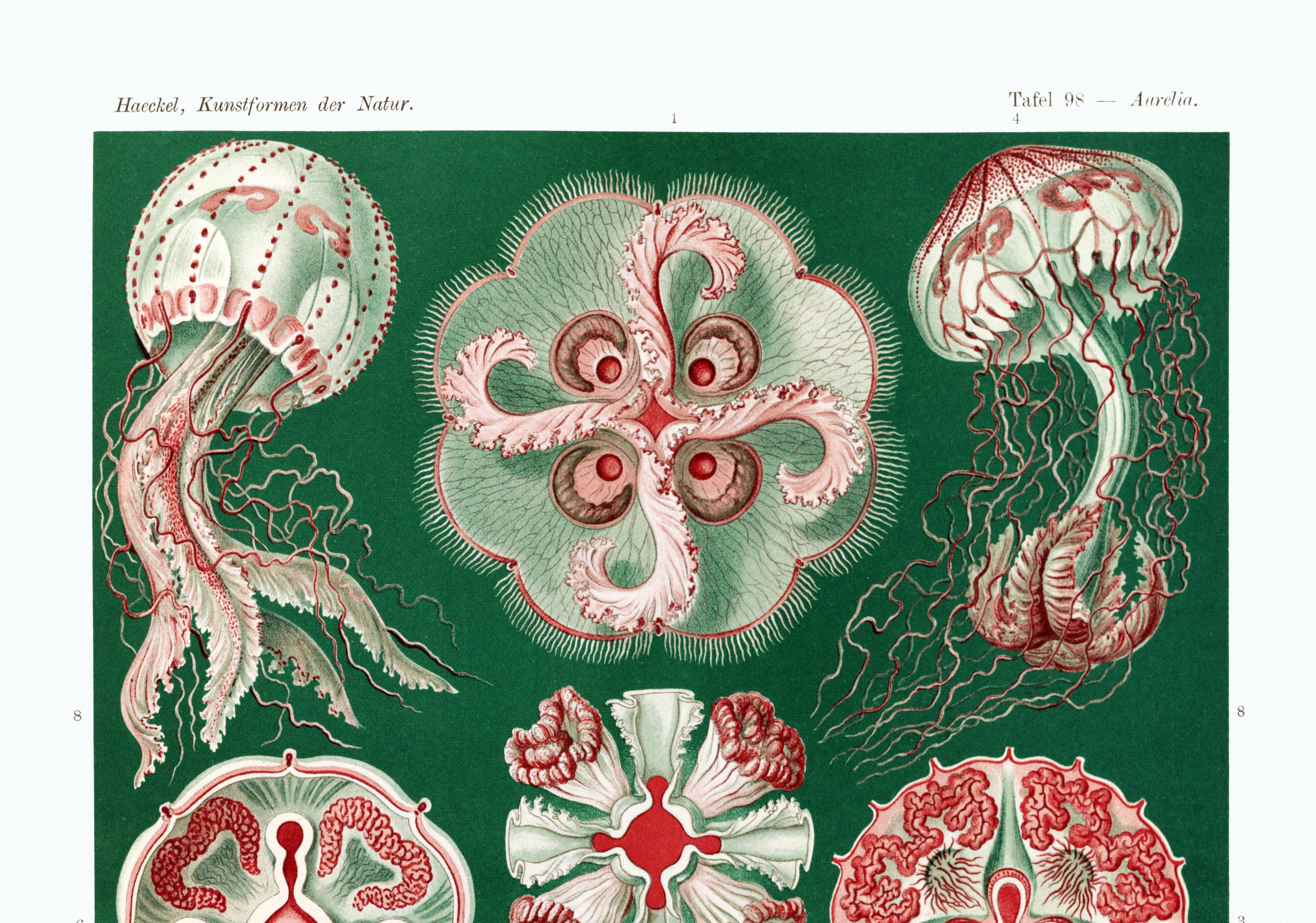 Poster about “disc jellyfish”, based on an old lithograph