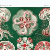 Poster about “disc jellyfish”, based on an old lithograph