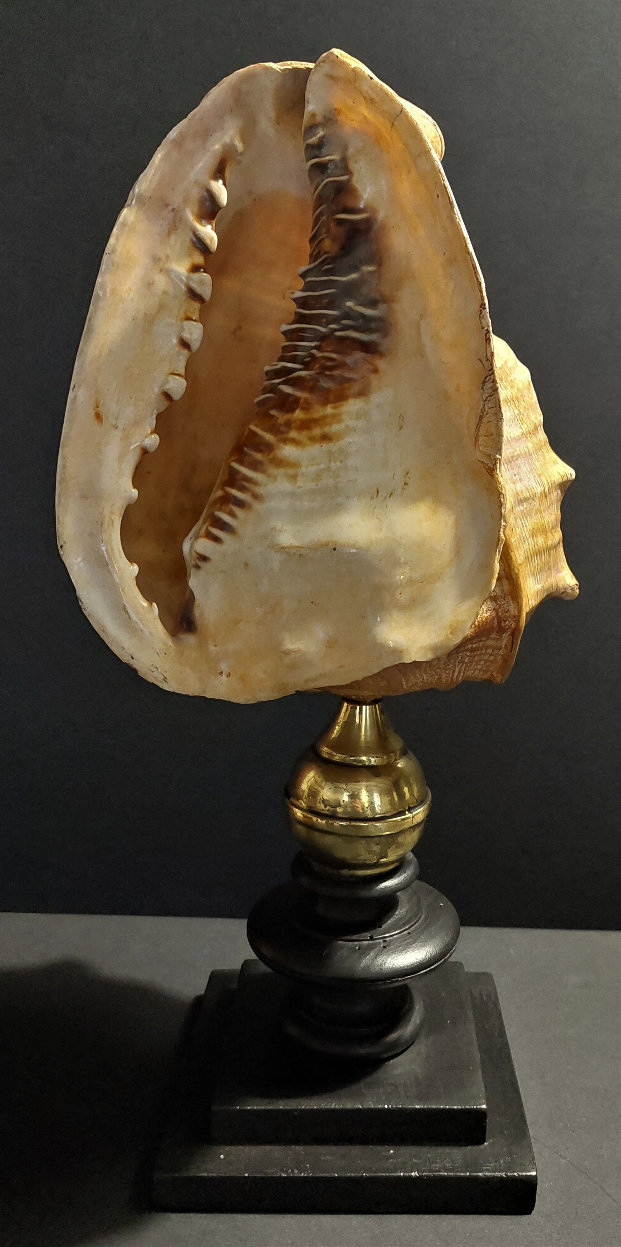 Cabinet of Curiosities shell blackcurrant cornuta on base