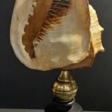 Cabinet of Curiosities shell blackcurrant cornuta on base