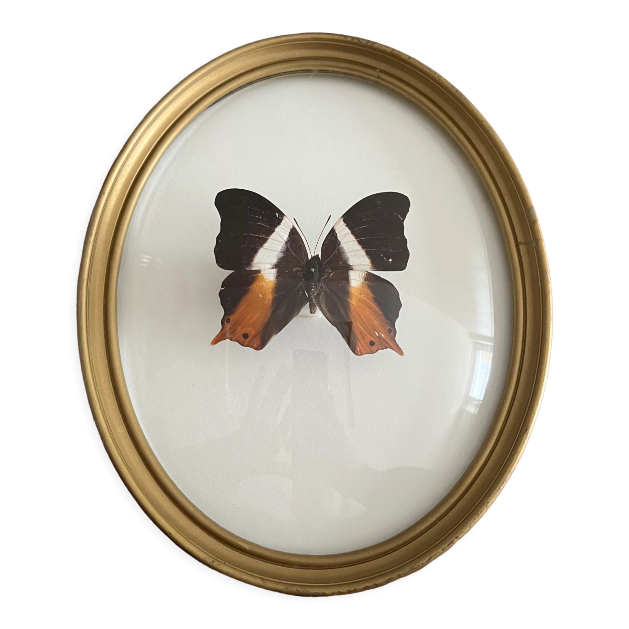 Butterfly frame naturalized curved glass