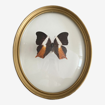 Butterfly frame naturalized curved glass