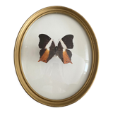 Butterfly frame naturalized curved glass