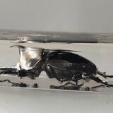 Authentic Japanese Rhinoceros Beetle in resin inclusion