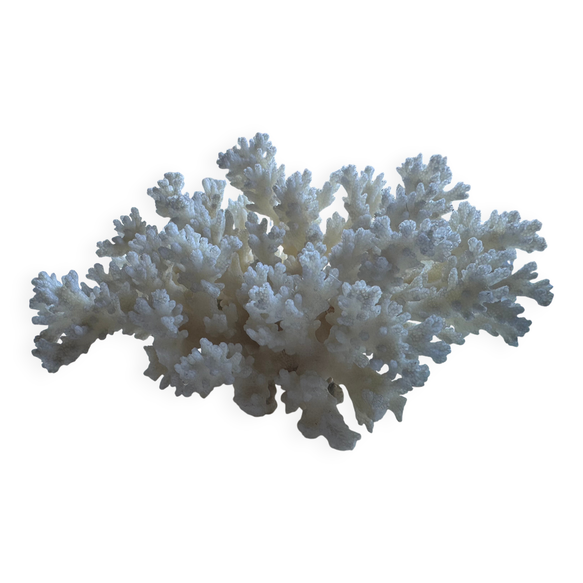 Decorative marine coral