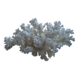 Decorative marine coral