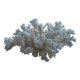 Decorative marine coral