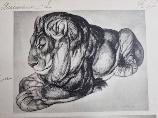 Planche illustrée, Études de lion et d’hippopotame, signée A. Margat, 1930