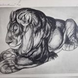 Illustrated plate, Studies of a lion and a hippopotamus, signed A. Margat, 1930