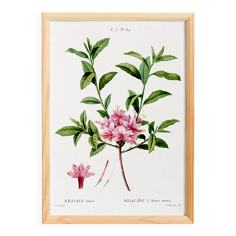 Poster for the pink-flowered Azalea, based on an old engraving from 1802