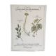 Vintage botanical board