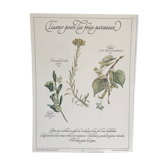 Planche botanique vintage