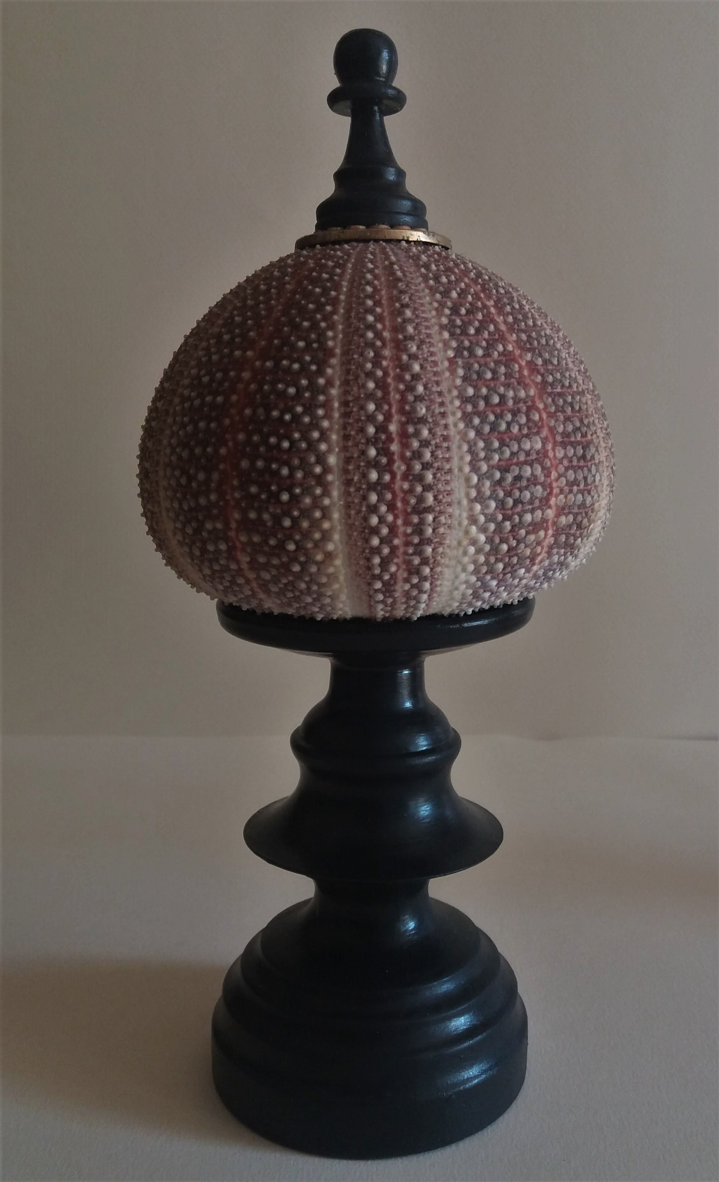 Sea urchin skeleton gracilechinus acutus