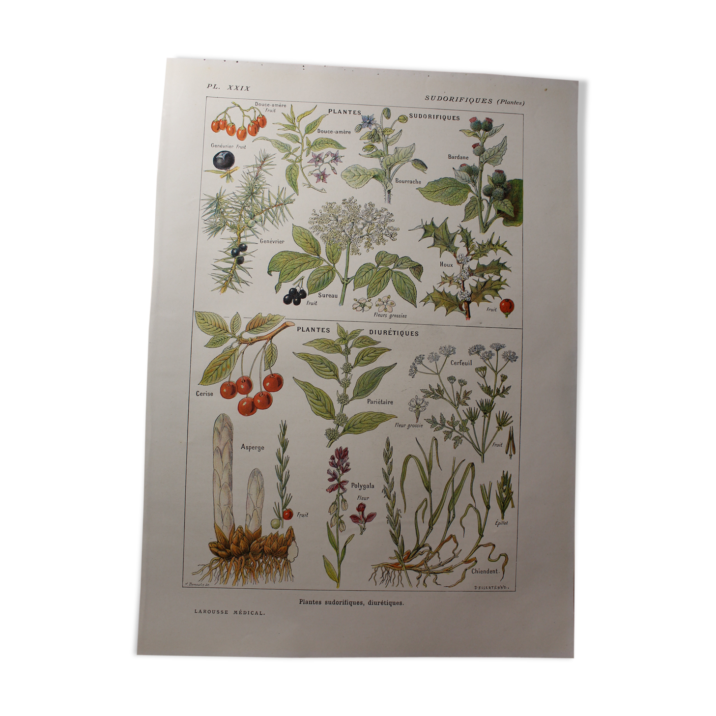 Planche botanique plante sudorifiques