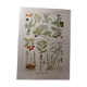 Planche botanique plante sudorifiques
