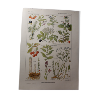 Botanical plank - plant - Sudorific