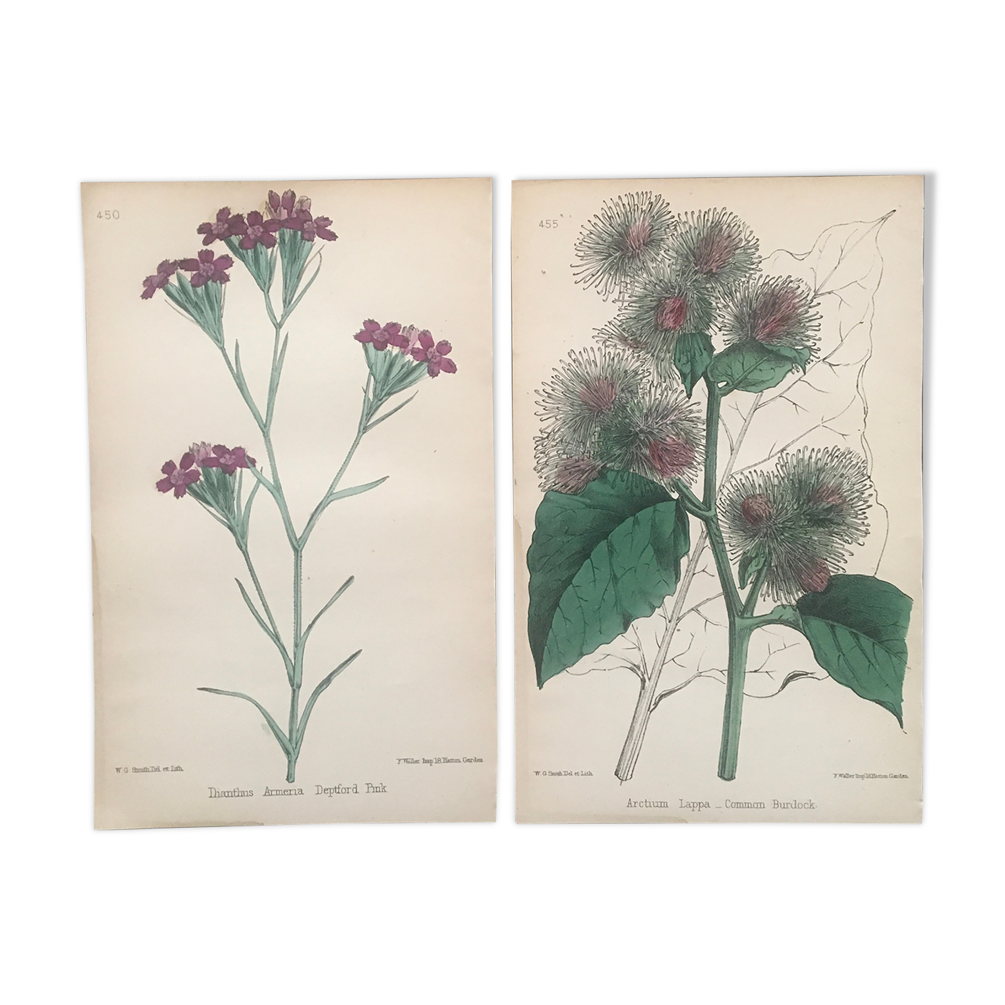 English botanical boards 1878 edition