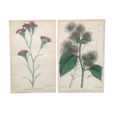 English botanical boards 1878 edition