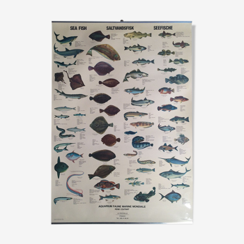 Vintage marine wildlife poster, 80s