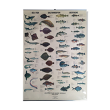 Vintage marine wildlife poster, 80s