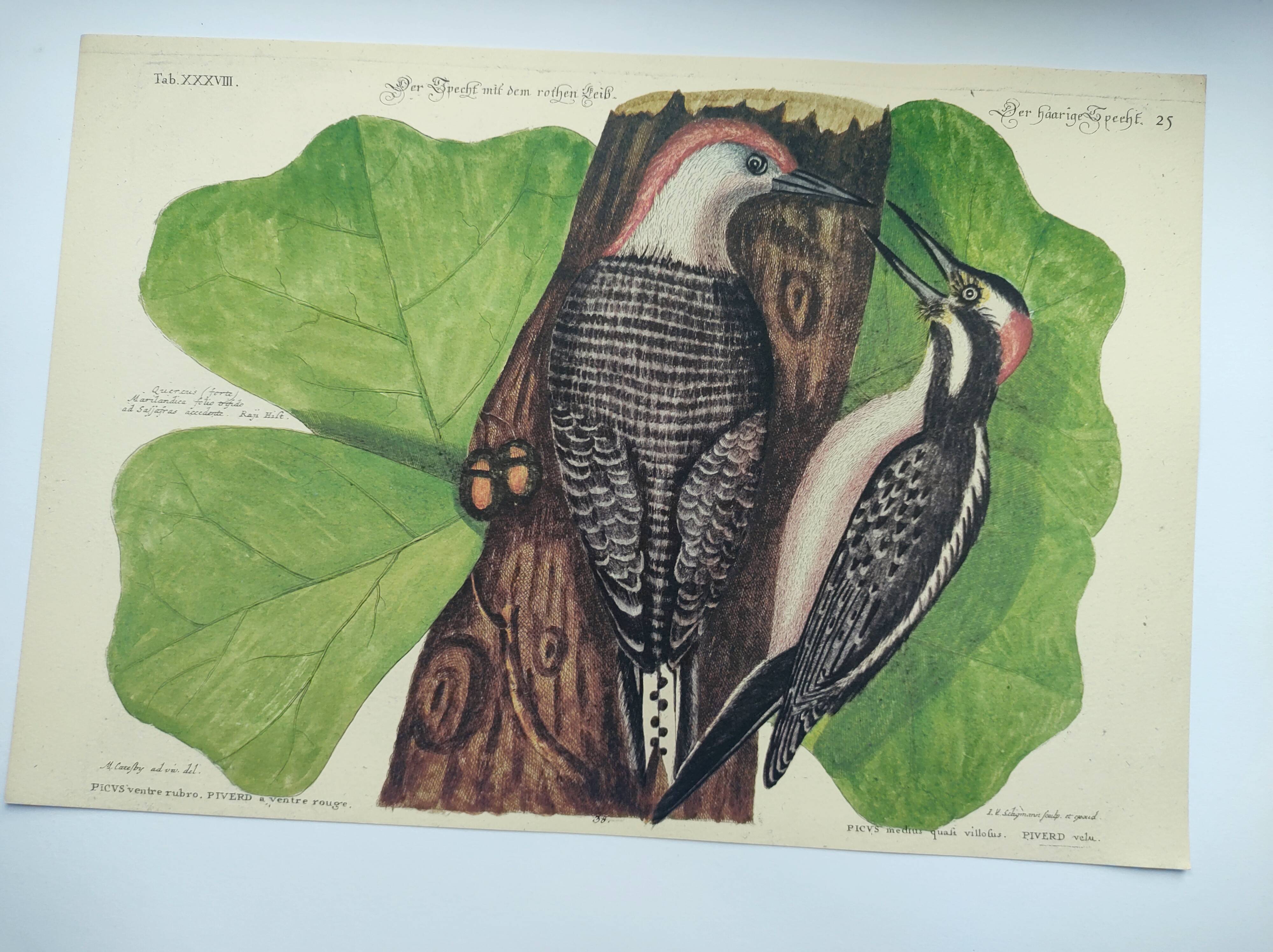 Old bird board - Woodpecker & Woodpecker - Ornithological and zoological engraving by Seligmann & Catesby