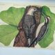 Old bird board - Woodpecker & Woodpecker - Ornithological and zoological engraving by Seligmann & Catesby