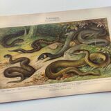 Zoological plate from 1909 - Snake - Old engraving from 1909
