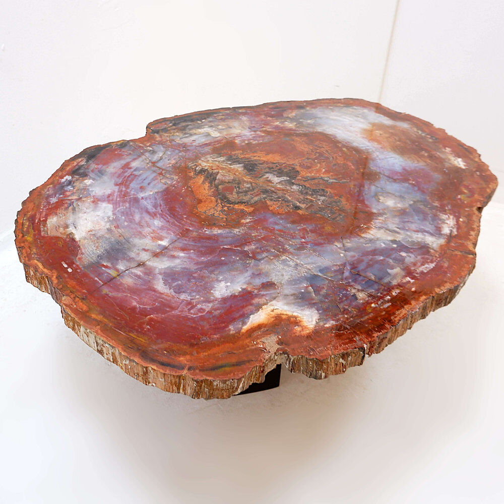 Red petrified wood coffee table from Arizona: 114x88cm