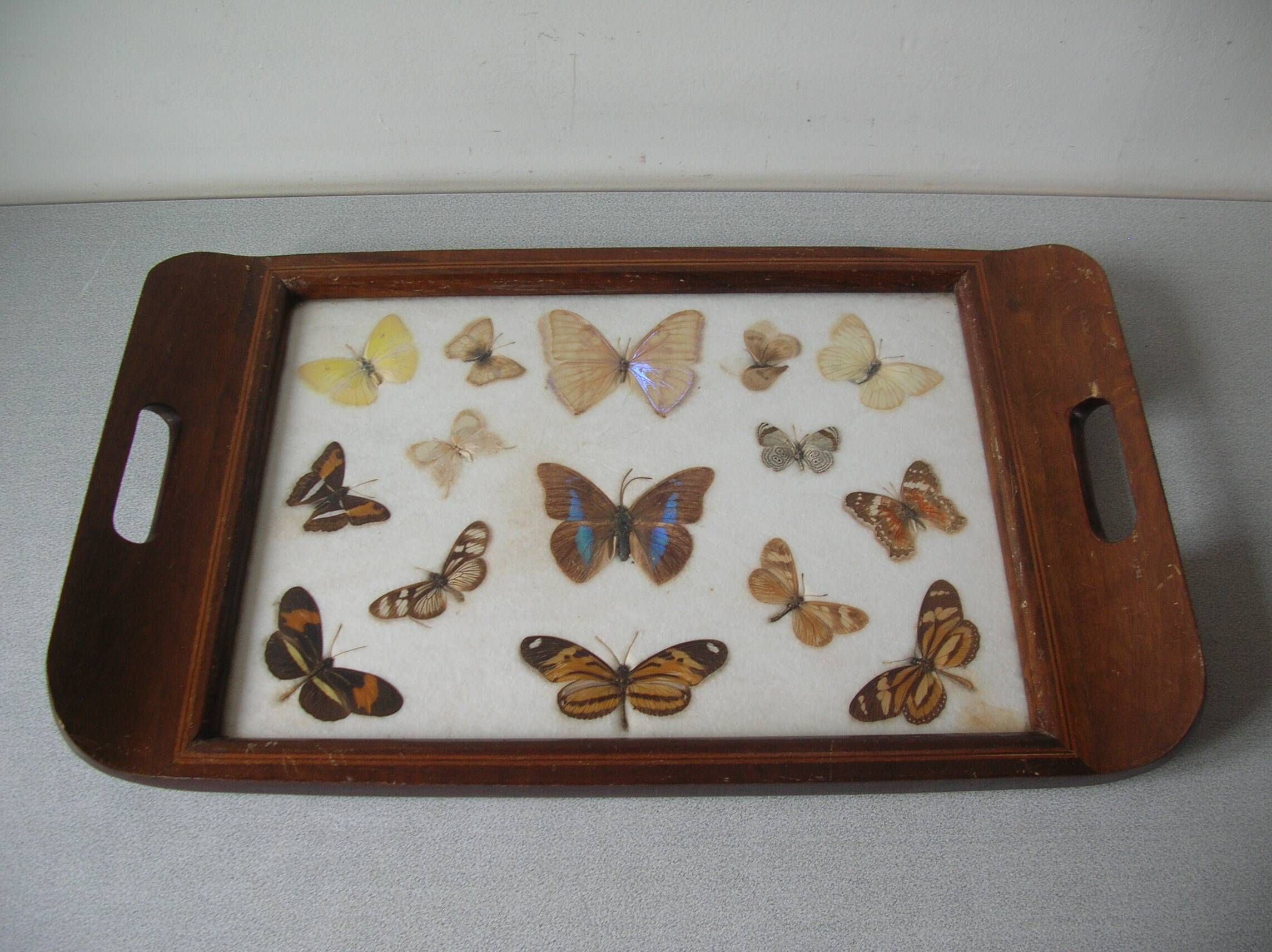 Old wooden serving tray with marquetry and real butterflies from Brazil