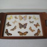 Old wooden serving tray with marquetry and real butterflies from Brazil
