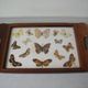Old wooden serving tray with marquetry and real butterflies from Brazil