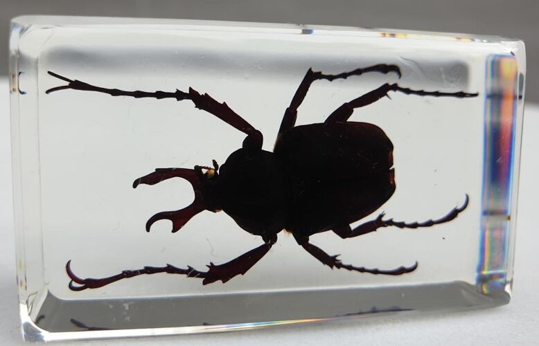 Beetle under resin