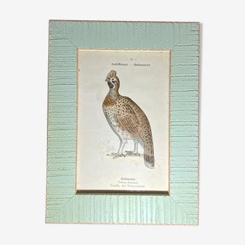 Planche botanique vintage encadrée G Denise 1903 gravure ornithologique ancienne