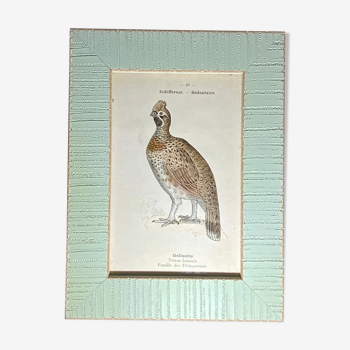 Vintage botanical plate framed G Denise 1903 ancient ornithological engraving