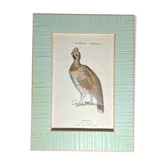 Vintage botanical plate framed G Denise 1903 ancient ornithological engraving