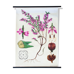 Affiche pédagogique fleur de daphné,
