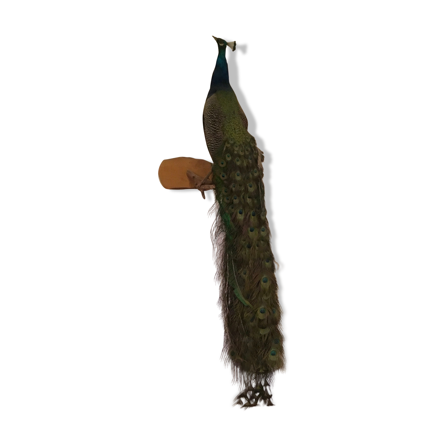 Paon naturalisé