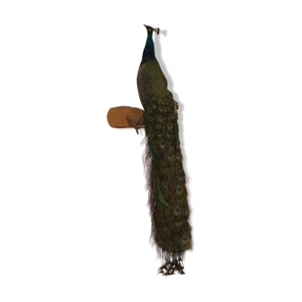 Naturalized peacock