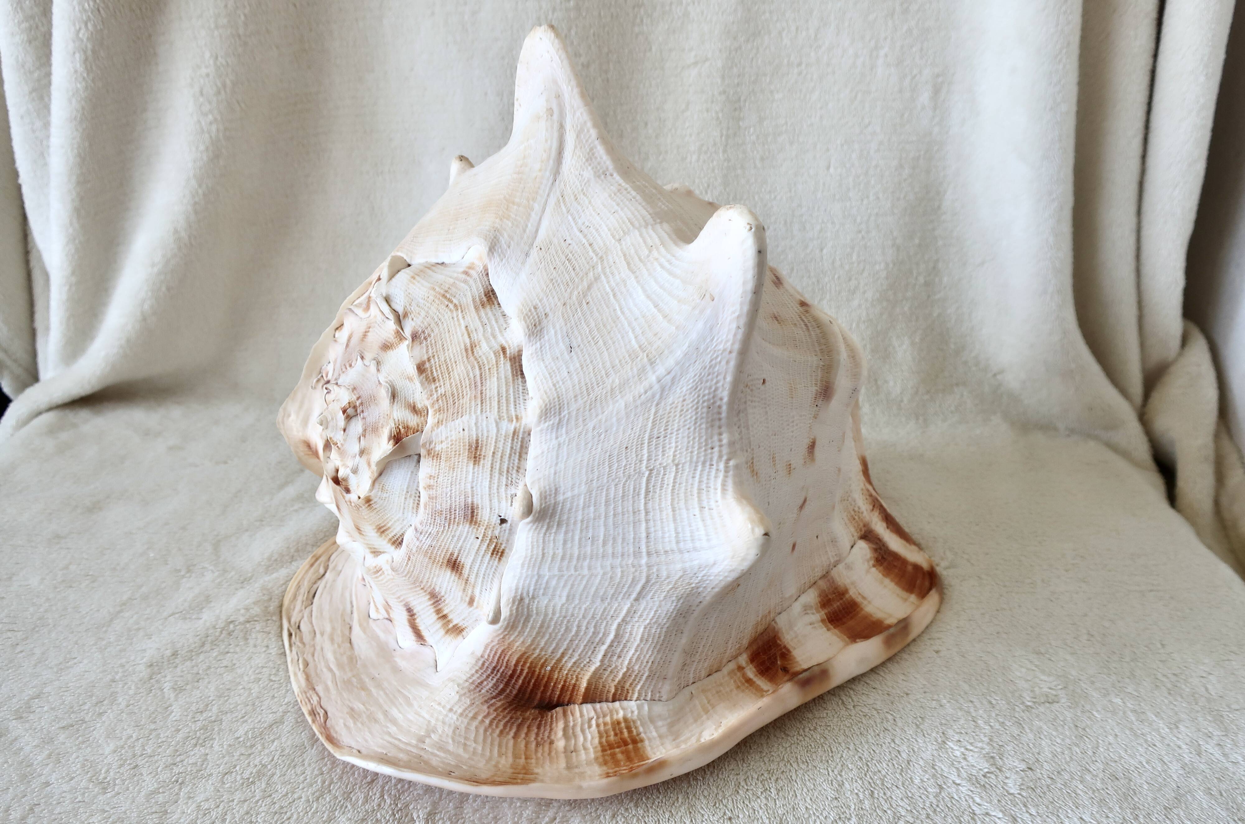 Rare and Large "Cassis Cornuta", Horned Helmet 32 cm, TBE