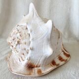 Rare and Large "Cassis Cornuta", Horned Helmet 32 cm, TBE